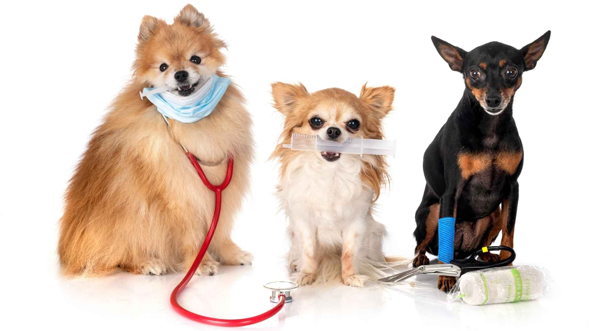 perros pequeños preparados para limpieza dental
